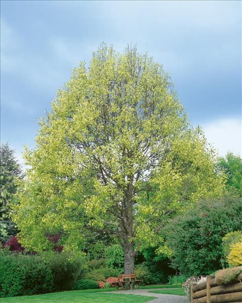 LIRIODENDRON TULIPIFERA AUREOMARGINATUM