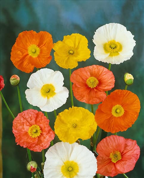 Papaver nudicaule Wonderland mixed