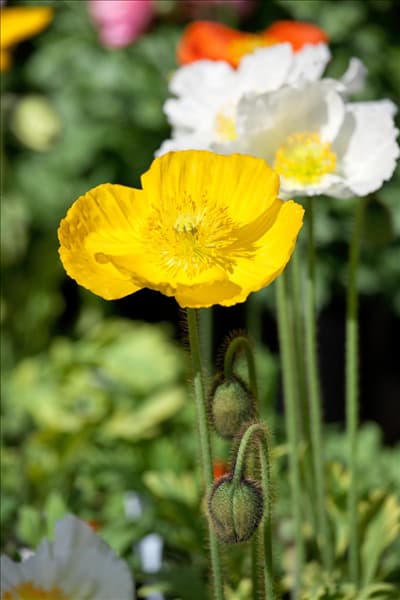 Papaver nudicaule Wonderland Yellow