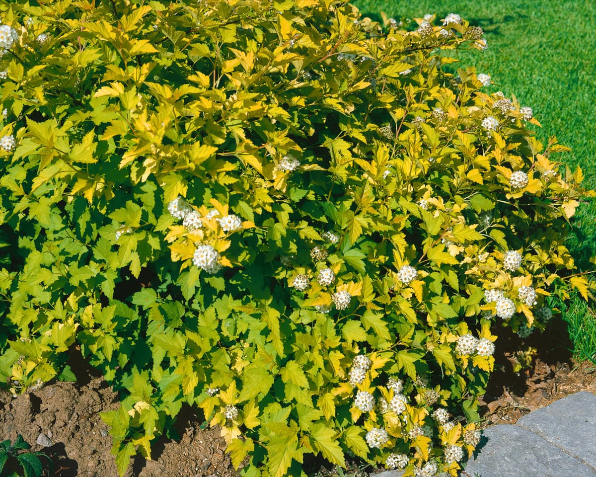 Physocarpus opulifolius Nugget