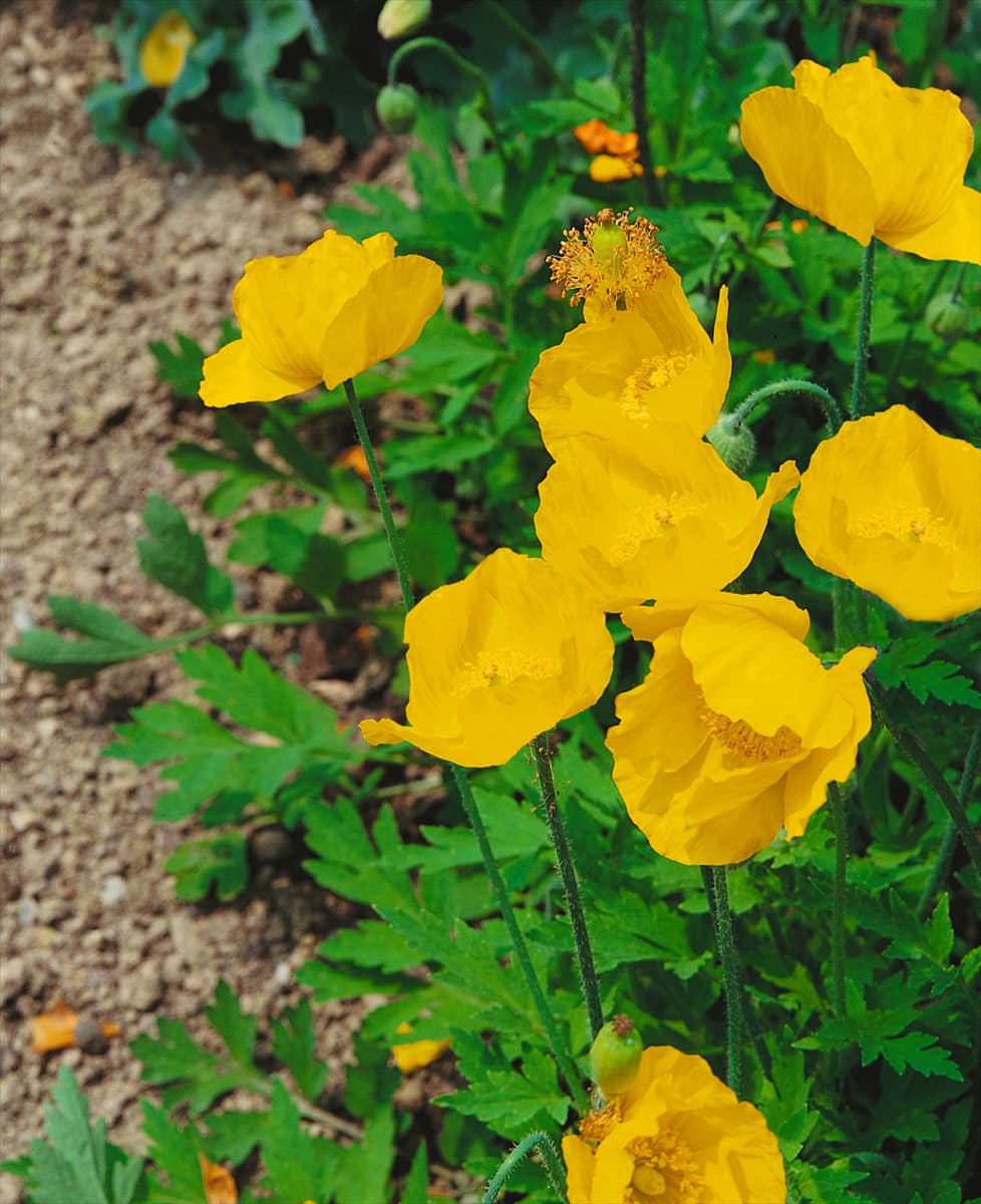 Meconopsis cambrica
