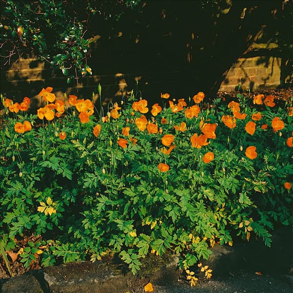 MECONOPSIS CAMBRICA AURANTIACA