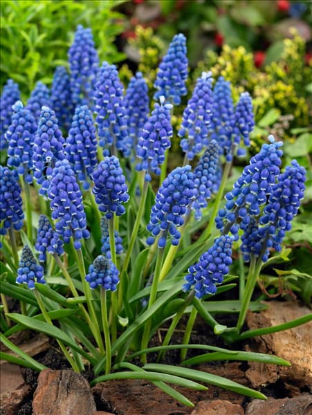 Muscari Big Smile