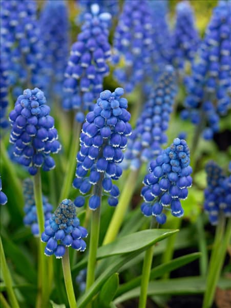 Muscari Big Smile