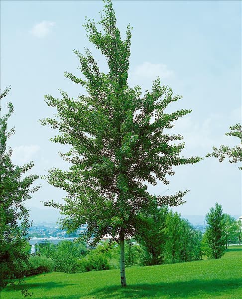 POPULUS TREMULA