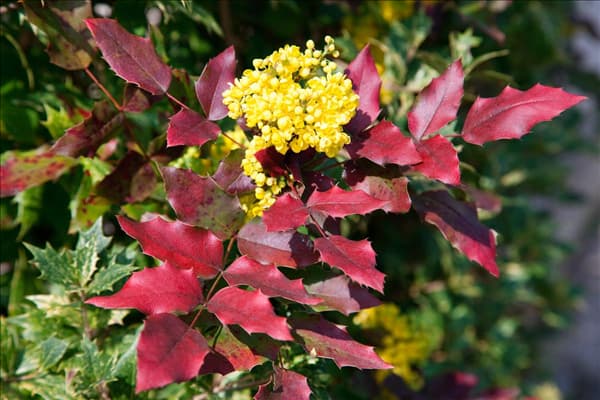 Mahonia x wagneri Moseri