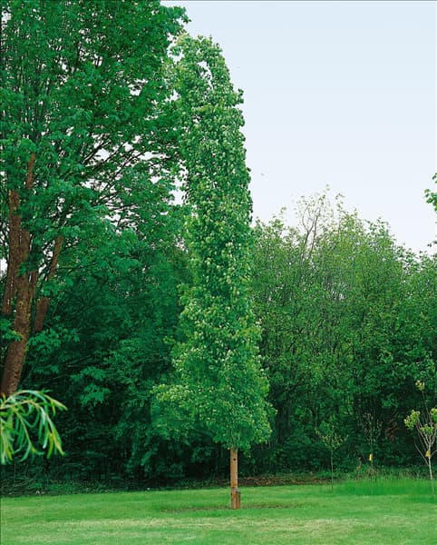 POPULUS TREMULA SWEDISH COLUMNAR ASPEN