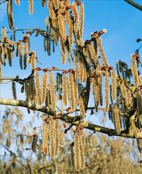 Populus tremula