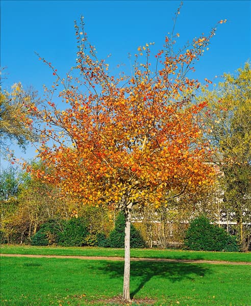 Populus tremula Pendula