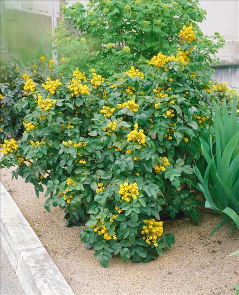Mahonia aquifolium