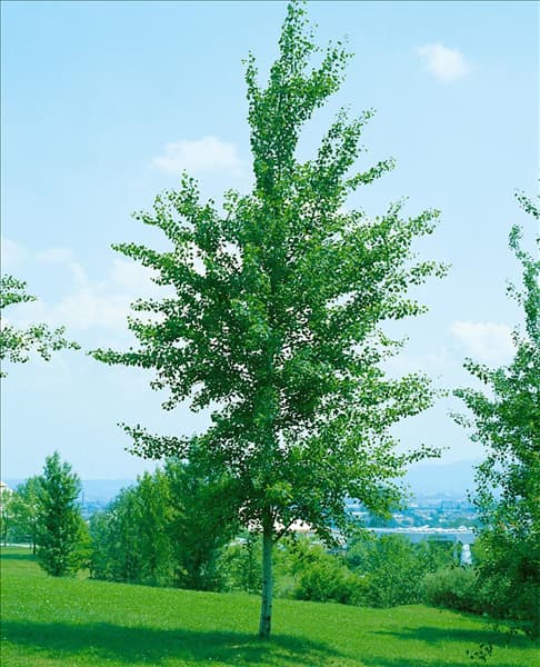 POPULUS TREMULA