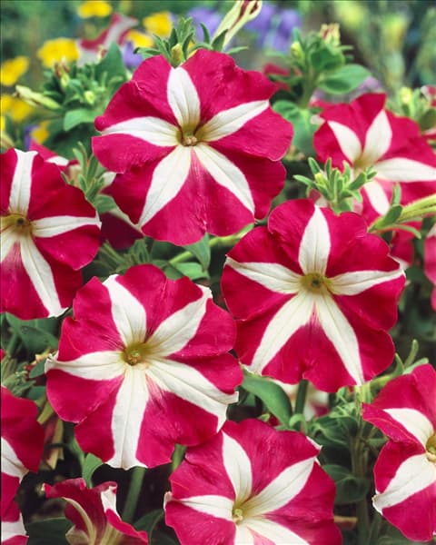 PETUNIA MUTIFLORA STAR JOY F1