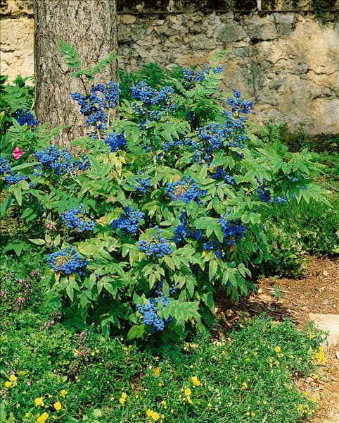 Mahonia aquifolium