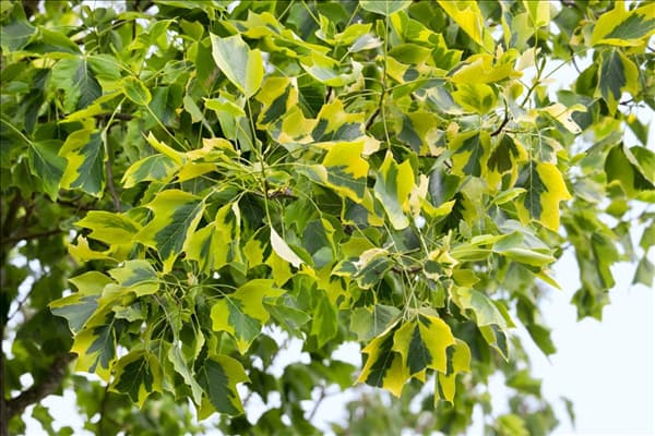 Liriodendron tulipifera Aureomarginatum