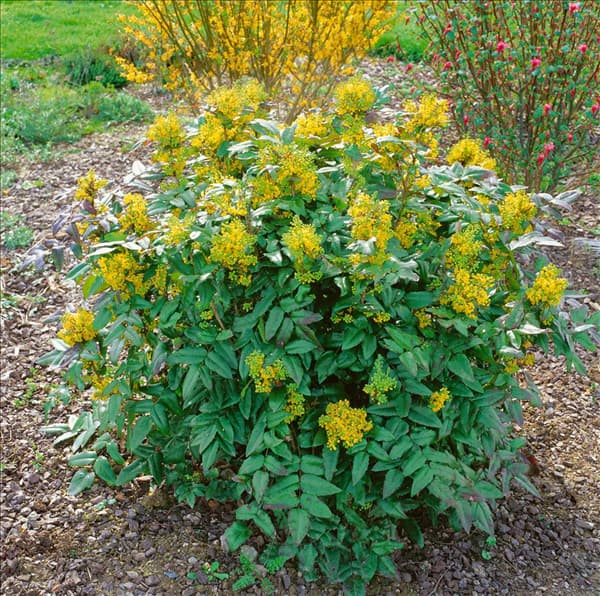Mahonia aquifolium