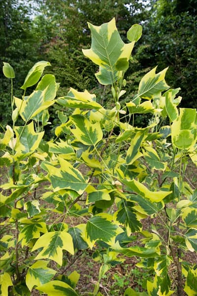 Liriodendron tulipifera Aureomarginatum