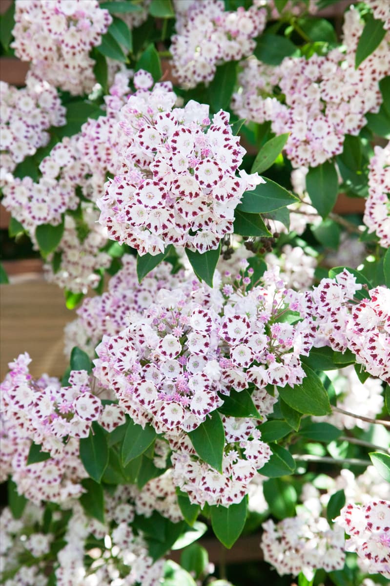 Kalmia latifolia Freckles