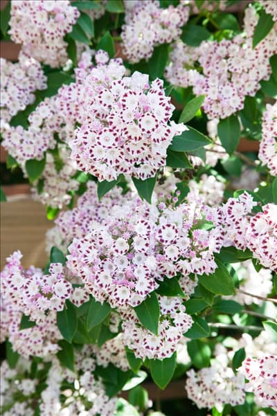 Kalmia latifolia Freckles