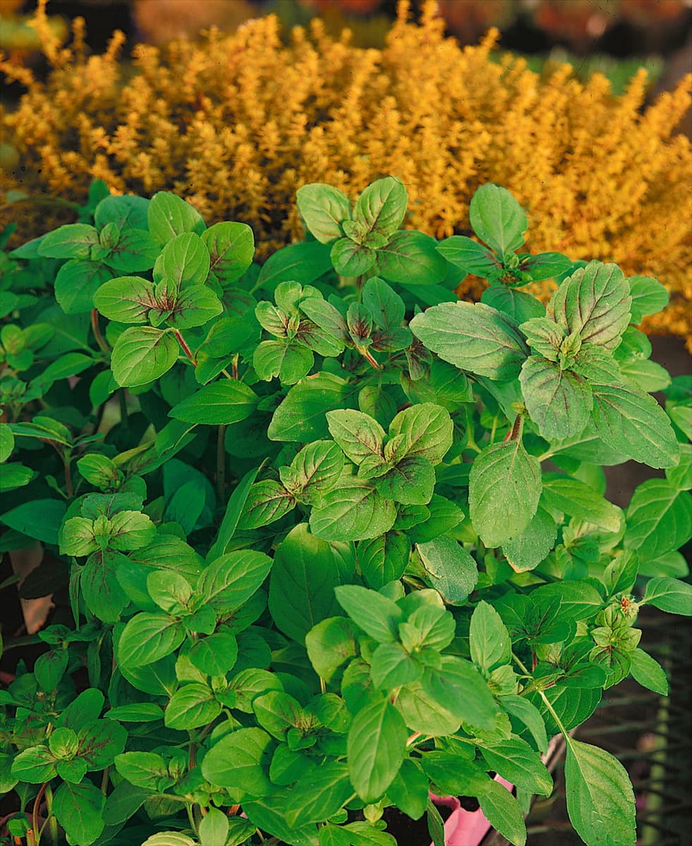 Ocimum basilicum African Blue