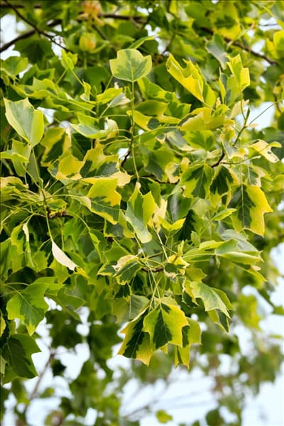 Liriodendron tulipifera Aureomarginatum