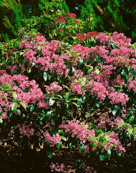 KALMIA LATIFOLIA