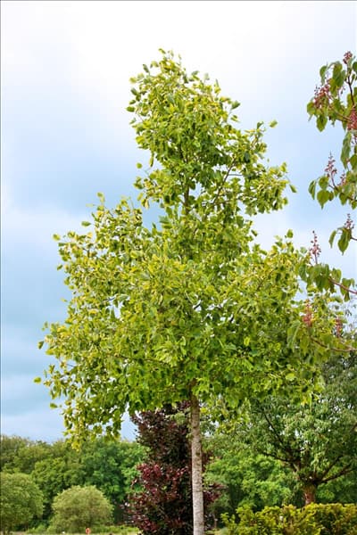 Liriodendron tulipifera Aureomarginatum