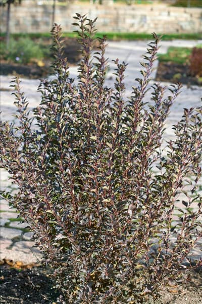 Physocarpus opulifolius Little Devil