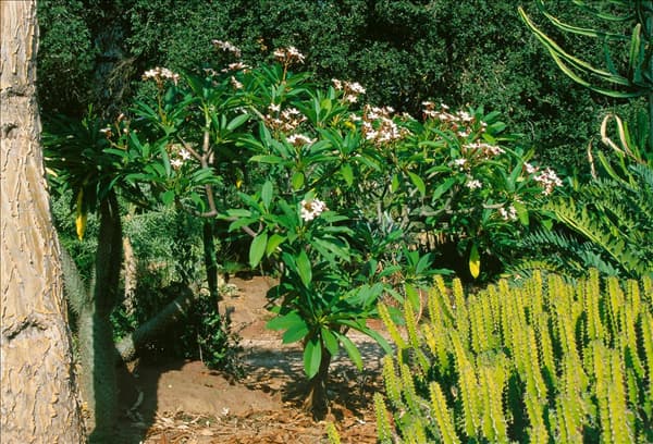 PLUMERIA RUBRA