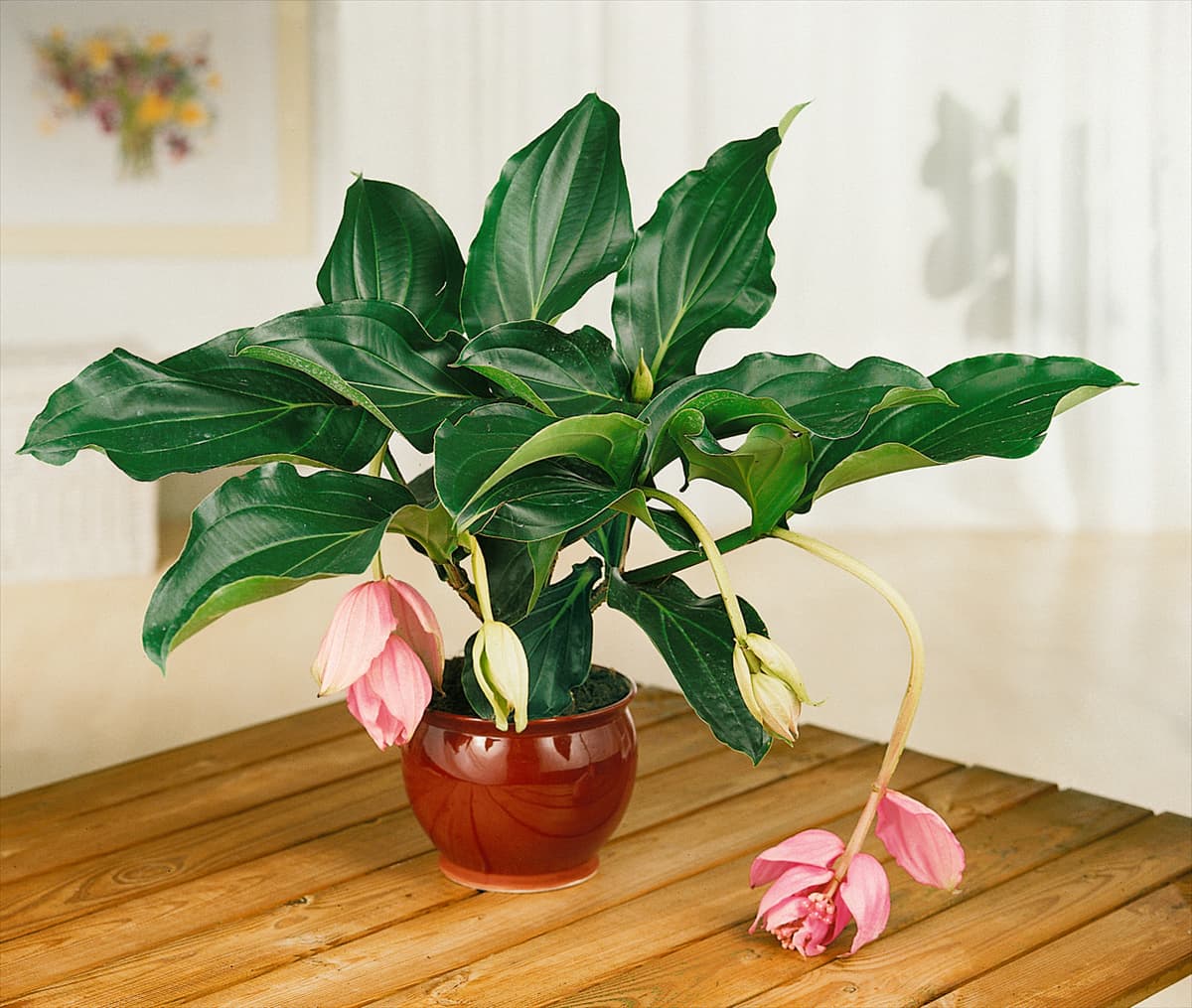 Medinilla magnifica
