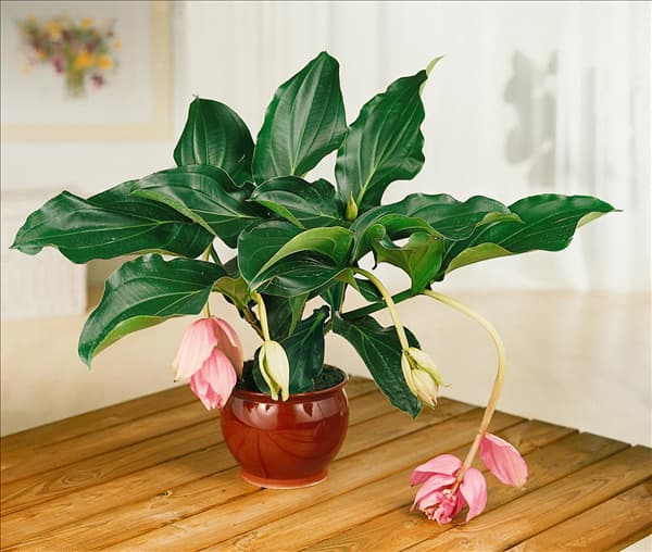 Medinilla magnifica