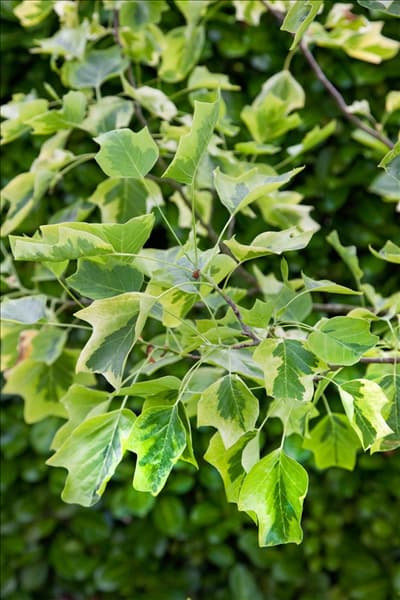 Liriodendron tulipifera Aureomarginatum