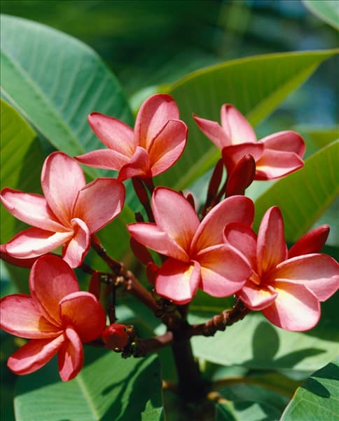 PLUMERIA RUBRA