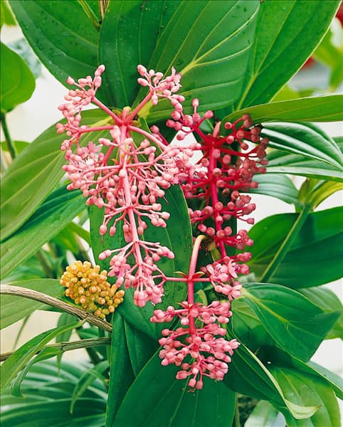 MEDINILLA MAGNIFICA