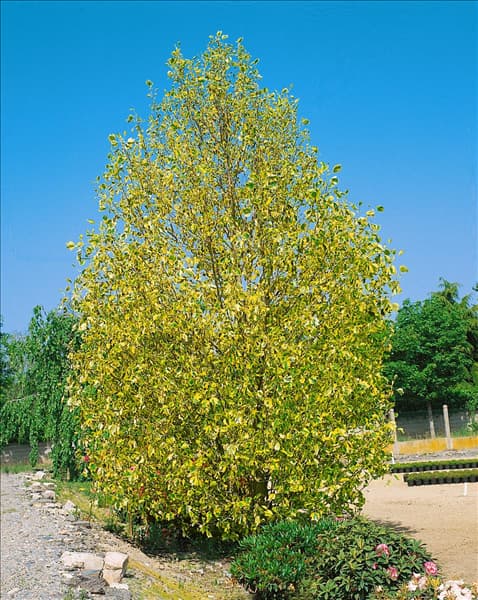 LIRIODENDRON TULIPIFERA AUREOMARGINATUM