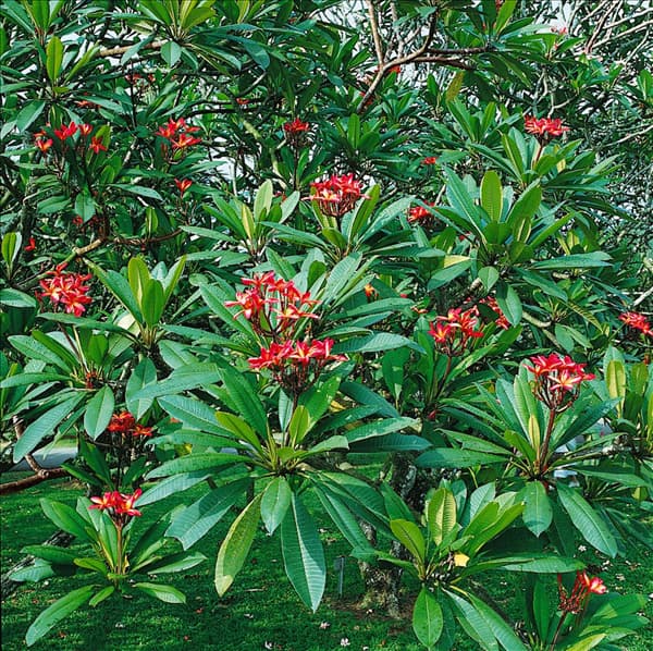PLUMERIA RUBRA