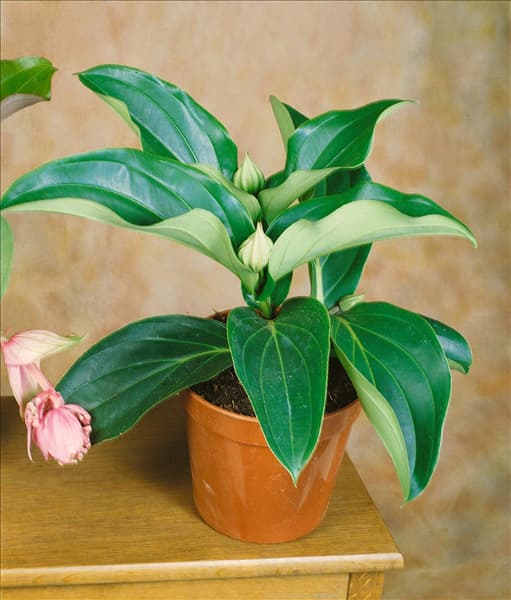 MEDINILLA MAGNIFICA