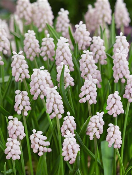 Muscari armeniacum 'Pink Surprise'
