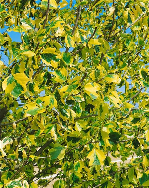 LIRIODENDRON TULIPIFERA AUREOMARGINATUM