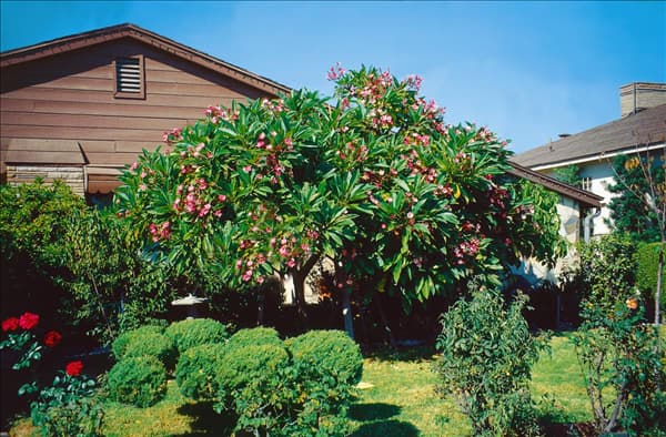 Plumeria rubra