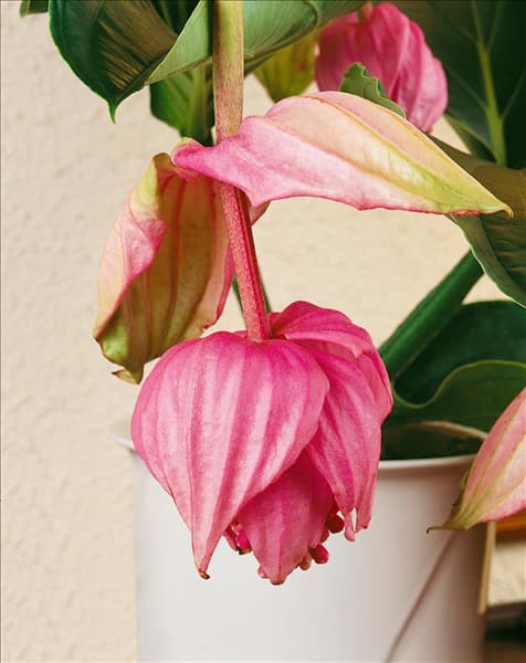 Medinilla magnifica