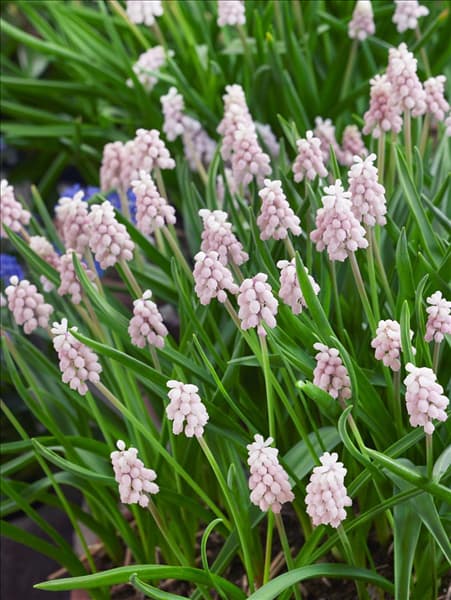 Muscari Pink Surprise