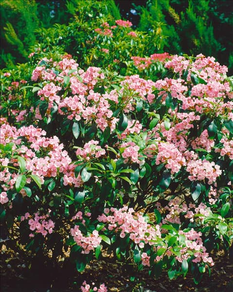 KALMIA LATIFOLIA
