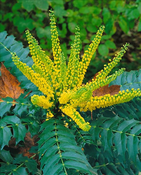 Mahonia x media Winter Sun