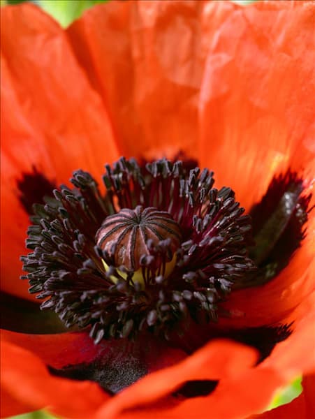 Papaver orientale Brillant