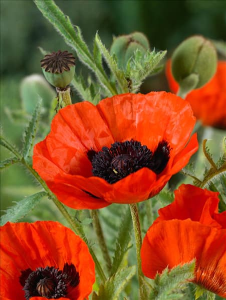 Papaver orientale Brillant
