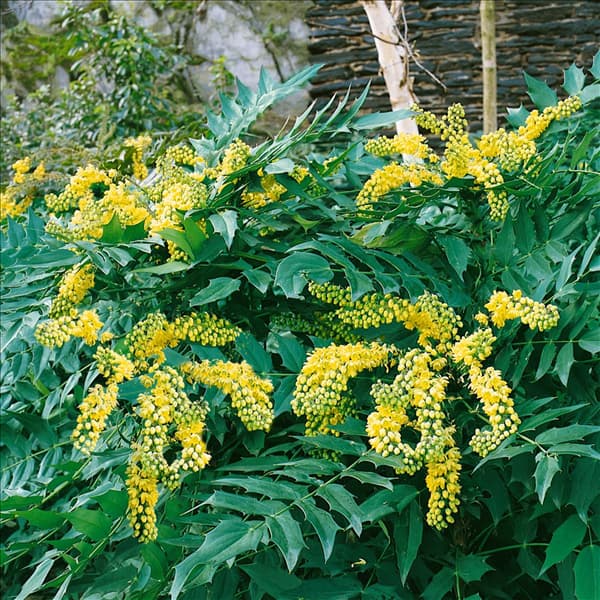 Mahonia x media