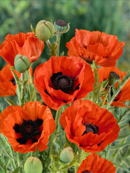 Papaver orientale Brillant