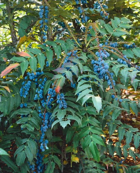 Mahonia x media Charity