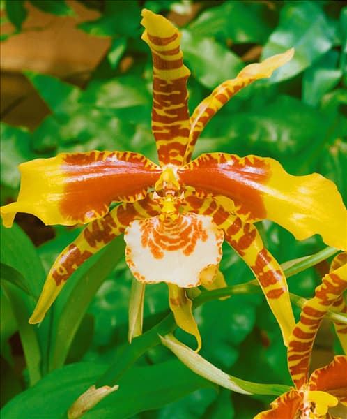ODONTOGLOSSUM GRANDE