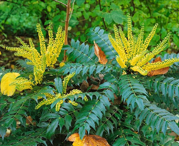 Mahonia x media Winter Sun